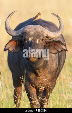 African buffalo with a yellow-billed oxpecker on the back Stock Photo