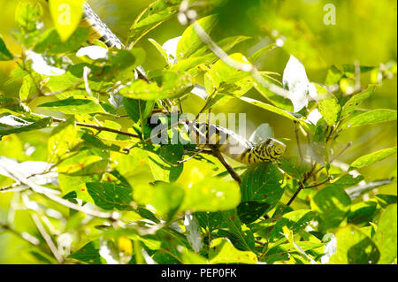 Tiger Snake, Rincon Rain Forest, Costa Rica Stock Photo