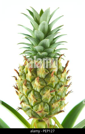 fresh pineapple fruit on a pineapple plant (Ananas comosus) in closeup view Stock Photo