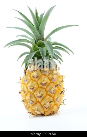 composition of a fresh pineapple fruit isolated on a white background closeup Stock Photo