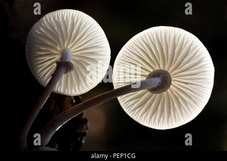 Lamellae and stem of Oudemansiella mucida, commonly known as porcelain fungus Stock Photo