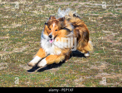 Sable Sheltie dog playing Stock Photo