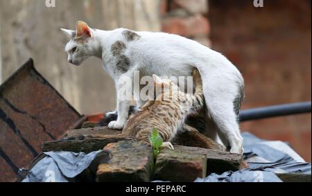 Kathmandu, Nepal. 17th Aug, 2018. A cat feeds kittens on the Hanumandhoka Durbar Square in Kathmandu, Nepal, Aug. 17, 2018. Credit: Sunil Sharma/Xinhua/Alamy Live News Stock Photo