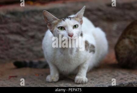 Kathmandu, Nepal. 17th Aug, 2018. A kitten roams on the Hanumandhoka Durbar Square in Kathmandu, Nepal, Aug. 17, 2018. Credit: Sunil Sharma/Xinhua/Alamy Live News Stock Photo