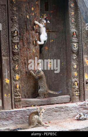 Kathmandu, Nepal. 17th Aug, 2018. Kittens play at a temple on the Hanumandhoka Durbar Square in Kathmandu, Nepal, Aug. 17, 2018. Credit: Sunil Sharma/Xinhua/Alamy Live News Stock Photo