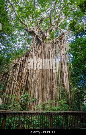 Curtain fig tree national park in Queensland, Australia Stock Photo