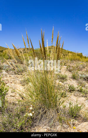 Macrochloa tenacissima, Esparto Grass Growing in the Andalusia Countryside Stock Photo