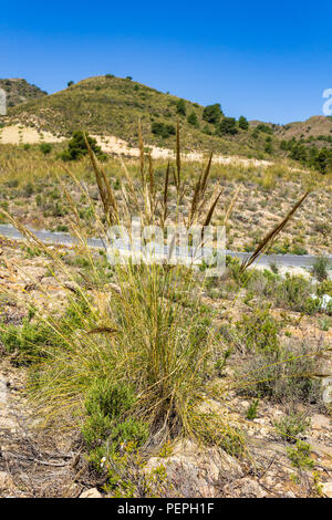 Macrochloa tenacissima, Esparto Grass Growing in the Andalusia Countryside, Spain Stock Photo