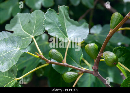 Dripping ripe fig on the tree, close up Stock Photo