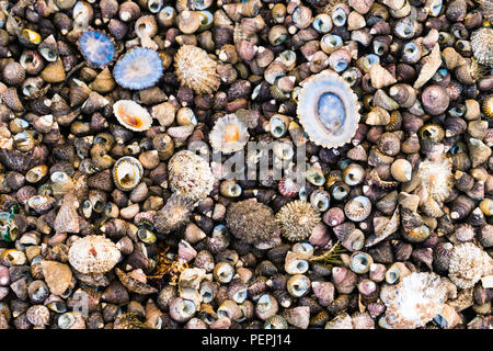Colorful seashells background on Lanzarote beach Stock Photo