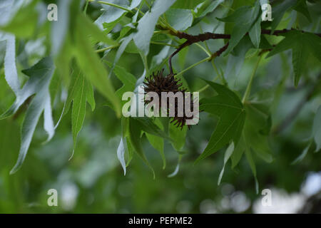 sweetgum seeds in focus edged with blurred green leaves, Liquidambar styraciflua in summer with ripe and unripe seeds Stock Photo