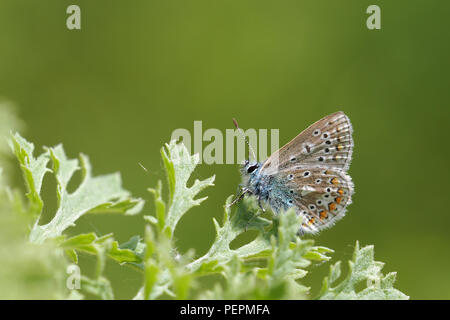 Common Blue butterfly (Polyommatus icarus) with closed wings perched on plant. Tipperary, Ireland Stock Photo