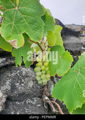 Vine and green grapes on dark lava stones close up Stock Photo