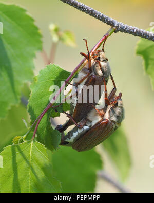 Pair of mating Cockchafers (Melolontha melolontha) on birch tree. Tipperary, Ireland Stock Photo
