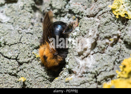 Tree Bumblebee (Bombus hypnorum) on a tree in Spring in West Sussex, England, UK. Bee on a tree. Stock Photo