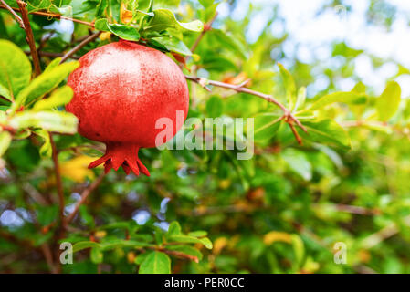 red pomegranate fruit on pomegranate tree Stock Photo