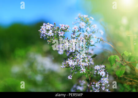 Awesome bluestar flowers in autumn background. Natural floral decoration in an american fall landscape. Real blue star plants in the garden with sunny Stock Photo