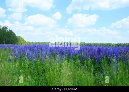 field of lupine flowers under blue sky Stock Photo