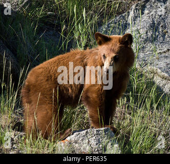 Juvenile Black Bear standing in the evening sun in Yellowstone National Park Stock Photo