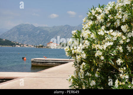 Dobrota, Kotor, Montenegro. Along the promenade. Stock Photo