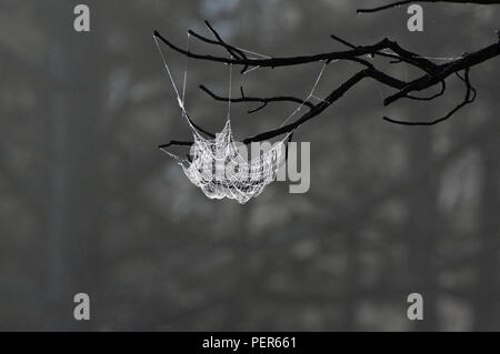 Spider web hanging from a  tree in the mist, Yellowstone National Park, Wyoming, United States Stock Photo