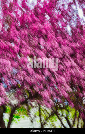 Pink Tree Abstract Abstract of a pink flowing tree Stock Photo - Alamy