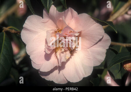 CAMELLIA X WILLIAMSII 'BONNIE MARIE' Stock Photo
