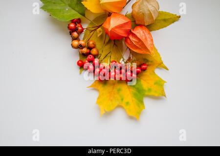 Bright yellow autumn leaves, chestnuts, pine cones and orange physalis flowers on a white background with copy space for text.Physalis or Chinese Lantern Plants and maple leaves. Natural colorful autumn decorations Stock Photo