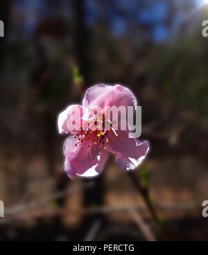 Pink Flower Highlighted Stock Photo