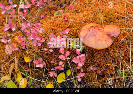 Barrenground vegetation in autumn near Ennadai Lake- mushrooms, moss, blueberry, Arctic Haven Lodge, Ennadai Lake, Nunavut Territory, Canada Stock Photo