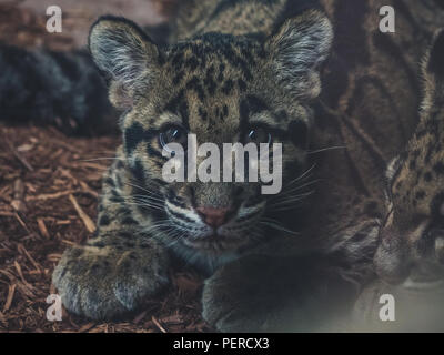 cute close up of young clouded leopard (neofelis nebulosa) looking into camera Stock Photo