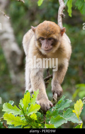 Barbary Maxaque at Trentham Monkey Forest in Stoke on Trent Stock Photo