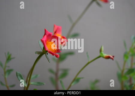 Flowery diary Stock Photo