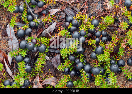 Barrenground vegetation in autumn near Ennadai Lake- ripe Crowberry (Empetrum nigrum), Arctic Haven Lodge, Ennadai Lake, Nunavut Territory, Canada Stock Photo