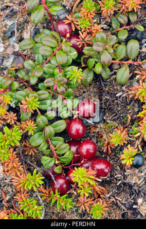 Barrenground vegetation in autumn near Ennadai Lake- cranberry/lingonberry, Arctic Haven Lodge, Ennadai Lake, Nunavut Territory, Canada Stock Photo