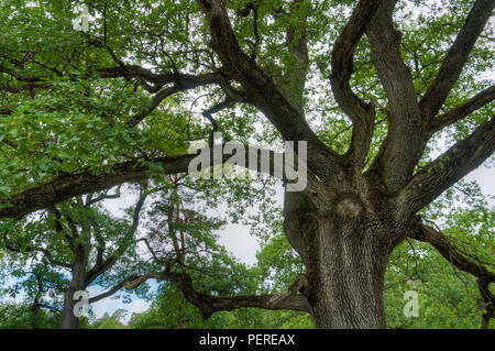 majestic old oak giving shade to a spring meadow Stock Photo