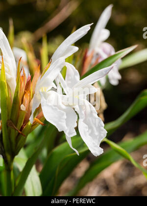 White, late summer  flowers of the hardy perennial ginger, Roscoea × beesiana 'Monique Stock Photo