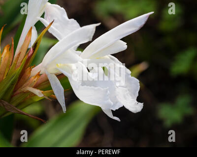 White, late summer  flowers of the hardy perennial ginger, Roscoea × beesiana 'Monique Stock Photo