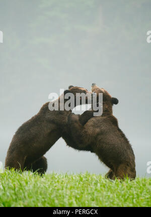 Grizzly Bears (Ursus arctos) Play-fighting in misty valley, Khutzeymateen Grizzly Bear Sanctuary, Great Bear Rainforest, BC, Canada Stock Photo
