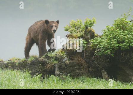 Grizzly Bear (Ursus arctos) climbing fallen tree, Khutzeymateen Grizzly Bear Sanctuary, Great Bear Rainforest, BC, Canada Stock Photo
