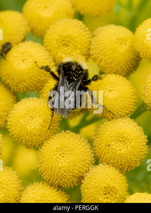 Yellow-faced Bumble Bee (Bombus vosnesenskii) on Common Tansy flower, Nisqually River, Washington Stock Photo