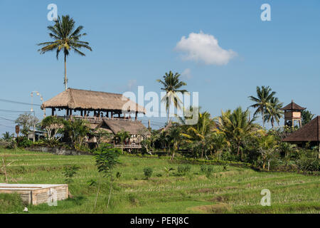 Rice paddies outside Ubud in the heart of Bali in Indonesia. These area are being developped and many houses turn into cafer and guesthouse for travel Stock Photo