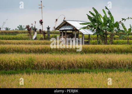 The famous rice paddies near Ubud in the heart of Bali in Indonesia, Southeast Asia Stock Photo