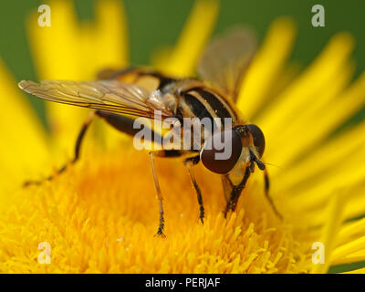 Large tiger hoverfly sitting on a plant in its habitat in Denmark Stock Photo