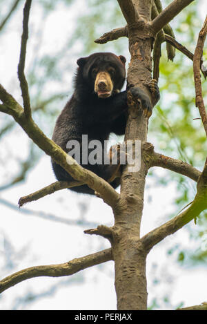 Bornean sun bear (Helarctos malayanus) at the top of a tree, looking down at the camera. Bornean SunBear Conservation Centre, Sepilok, Sabah, Malaysia Stock Photo