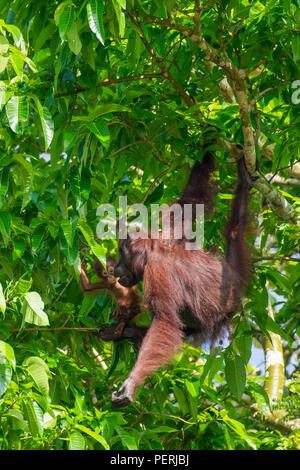 Bornean orangutan mother and baby hanging in a tree, next to the Kinabatangan River, Sabah, Malaysia (Borneo).