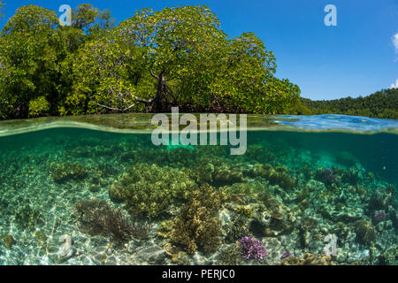 A split-level underwater photo of coral reef in clear blue water, with mangrove trees and blue sky above water, at Yangefo, Waigeo, Raja Ampat Marine Stock Photo