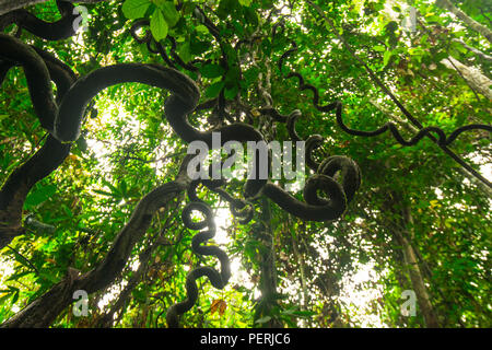 A twisted liana vine hanging down from a tree in the tropical rainforest. Kinabatangan River, Sabah, Malaysia (Borneo). Stock Photo