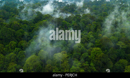 Tropical Rainforest Malaysia, Misty Steamy Atmosphere Stock Photo - Alamy