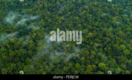 Tropical Rainforest Malaysia, Misty Steamy Atmosphere Stock Photo - Alamy